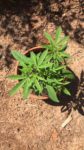 Cannabis Ruderalis